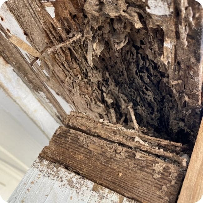 Termite Control 4 Damage Wood 1