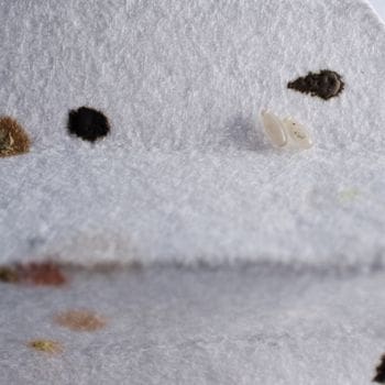 Bed Bugs 2 Fecal Spots