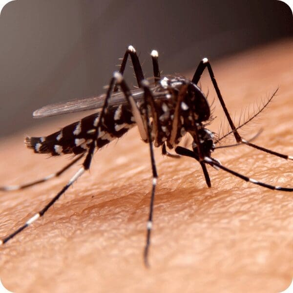 Understanding The Cost of Pest Control in New Orleans 3 Mosquitoes