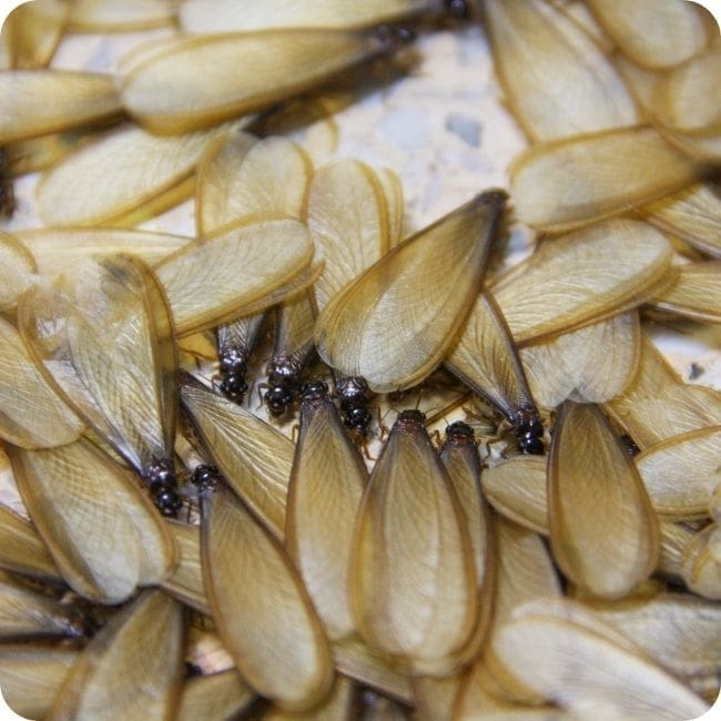 Termite Control 2 Termite Wings
