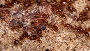 Crazy Ants vs Fire Ants Louisiana