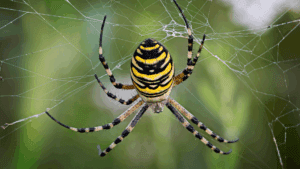 The Homeowners' Guide to Spiders in Louisiana 1 Louisiana Spiders