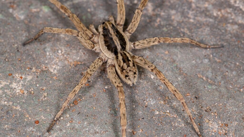 Spiders 1 How to Get Rid of Wolf Spiders in Louisiana