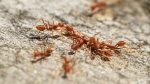 Louisiana Fire Ants