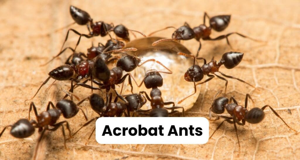 Ants in Louisiana: Best Guide to Types & Control Strategies 9 Acrobat Ants Louisiana