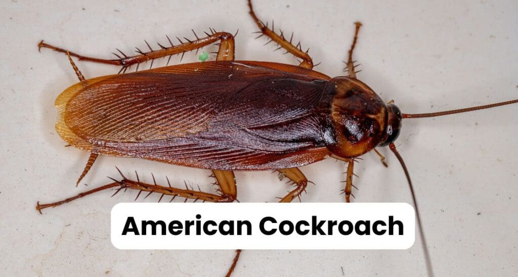 American Cockroach Louisiana
