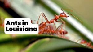 Ants in Louisiana