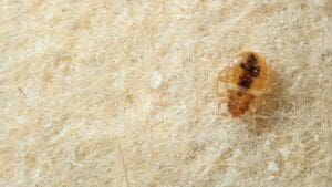 a close up of a bed bug on upholstery
