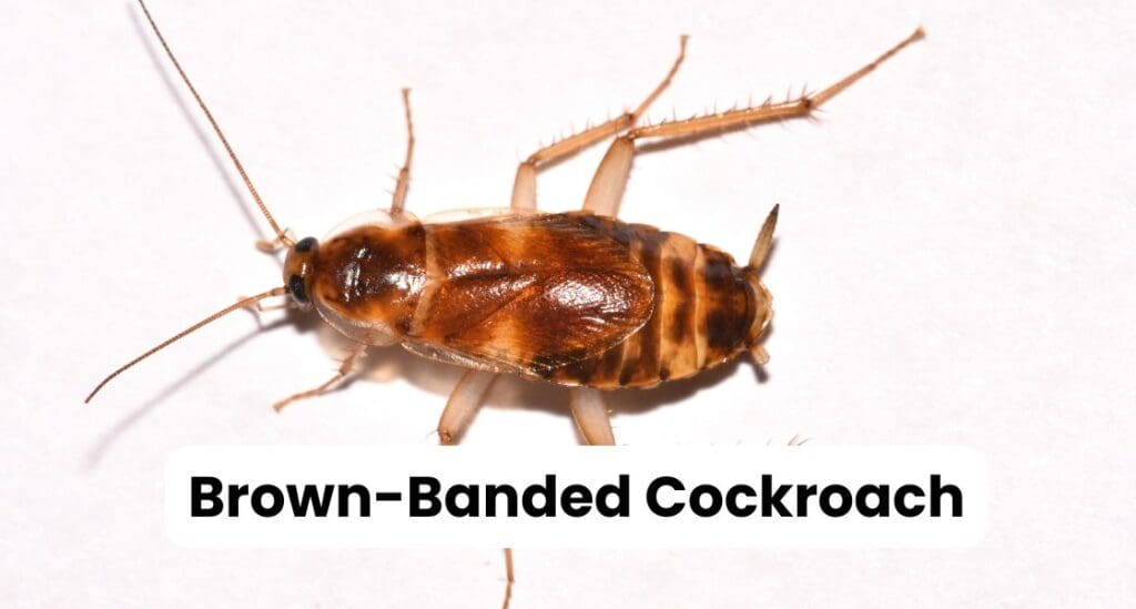 Brown Banded Cockroach Louisiana