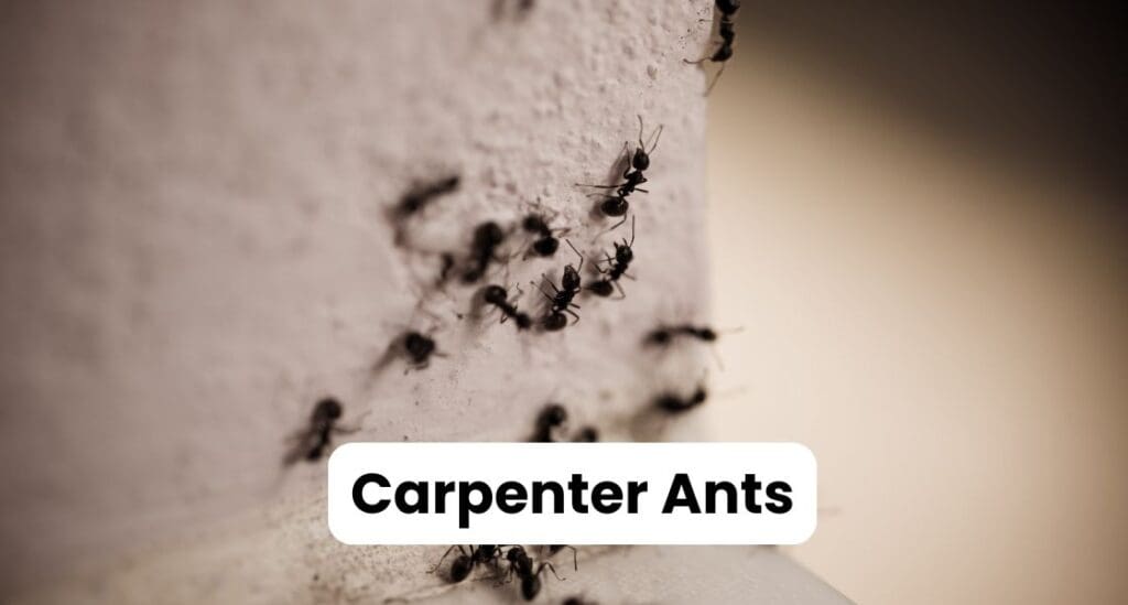 Ants in Louisiana: Best Guide to Types & Control Strategies 2 Carpenter Ants Louisiana 1