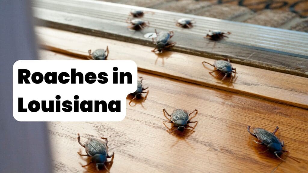 Cockroaches in Louisiana