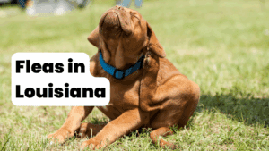 a picture of a dog scratching for fleas with text that says "Fleas in Louisiana"