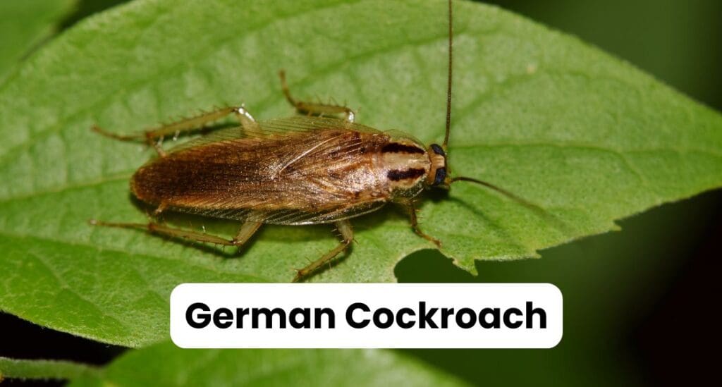 German Cockroach Louisiana