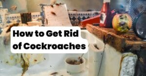 How to Get Rid of Cockroaches in Louisiana