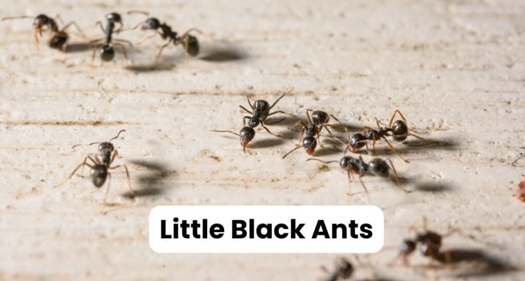 Ants in Louisiana: Best Guide to Types & Control Strategies 8 Little Black Ants Louisiana