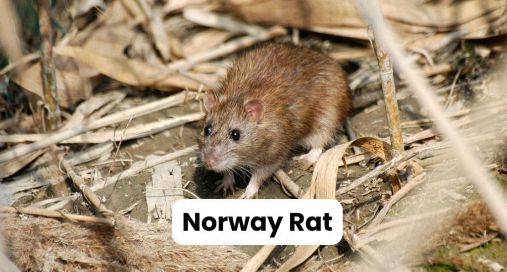 picture of a norway rat in Louisiana with text saying "Norway Rat"