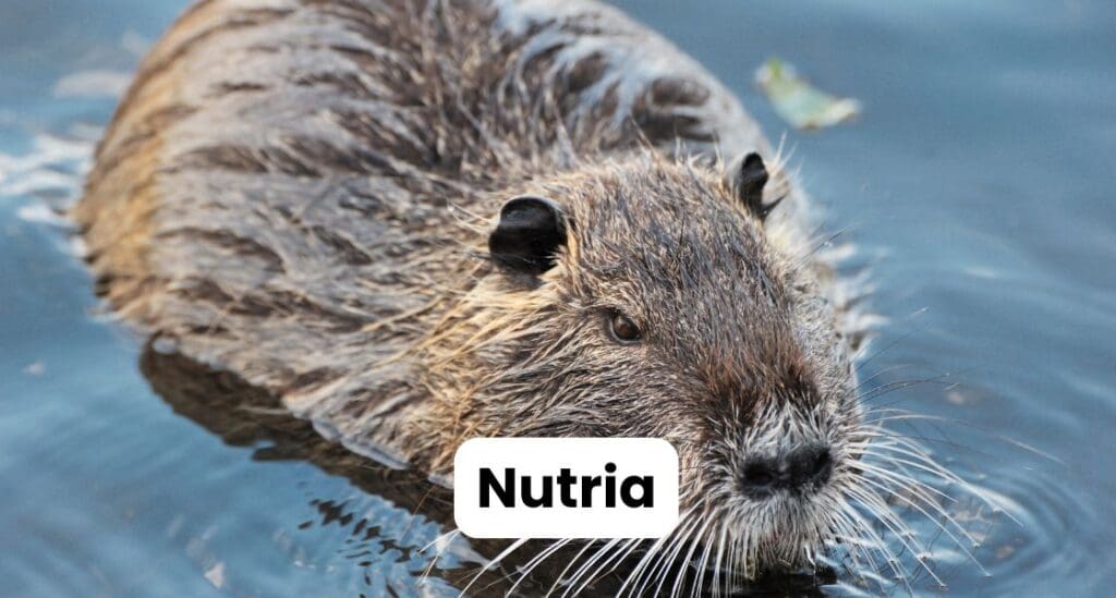 picture of a nutria rat in Louisiana with text saying "Nutria"