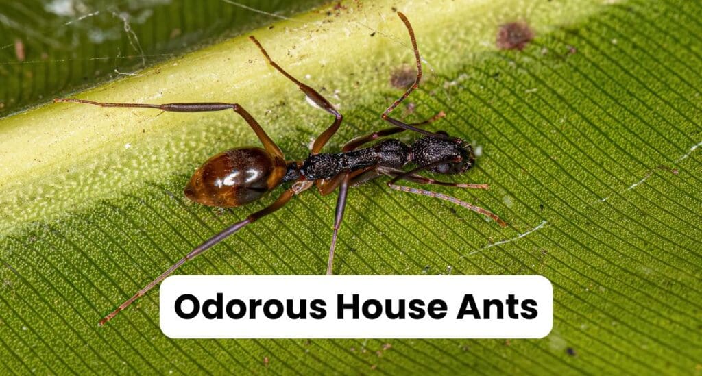 Ants in Louisiana: Best Guide to Types & Control Strategies 4 Odorous House Ants Louisiana