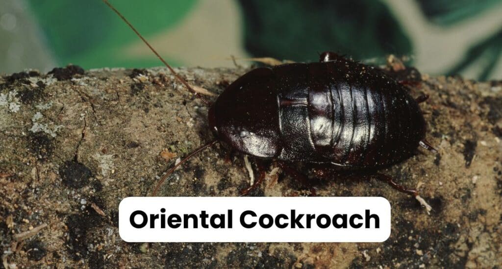 Oriental Cockroach Louisiana