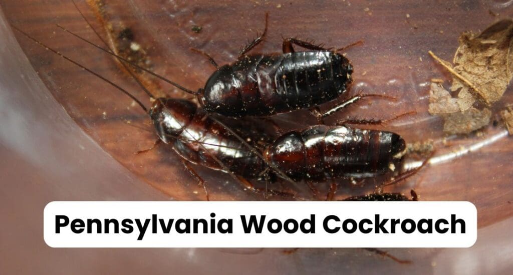 Pennsylvania Wood Cockroach Louisiana