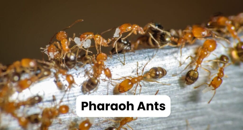 Ants in Louisiana: Best Guide to Types & Control Strategies 6 Pharaoh Ants Louisiana