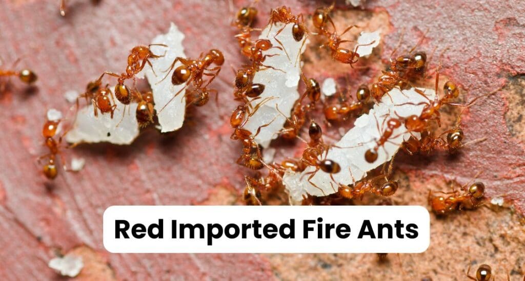 Ants in Louisiana: Best Guide to Types & Control Strategies 1 Red Imported Fire Ants Louisiana