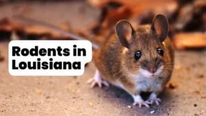 Rodents in Louisiana