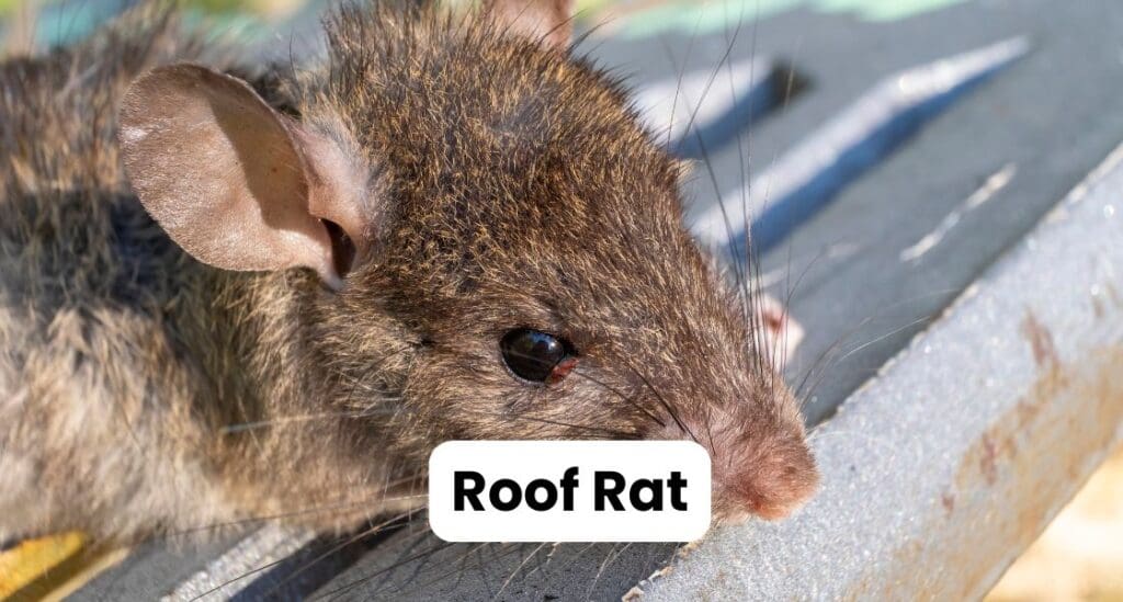 picture of a roof rat in Louisiana with text saying "Roof Rat"