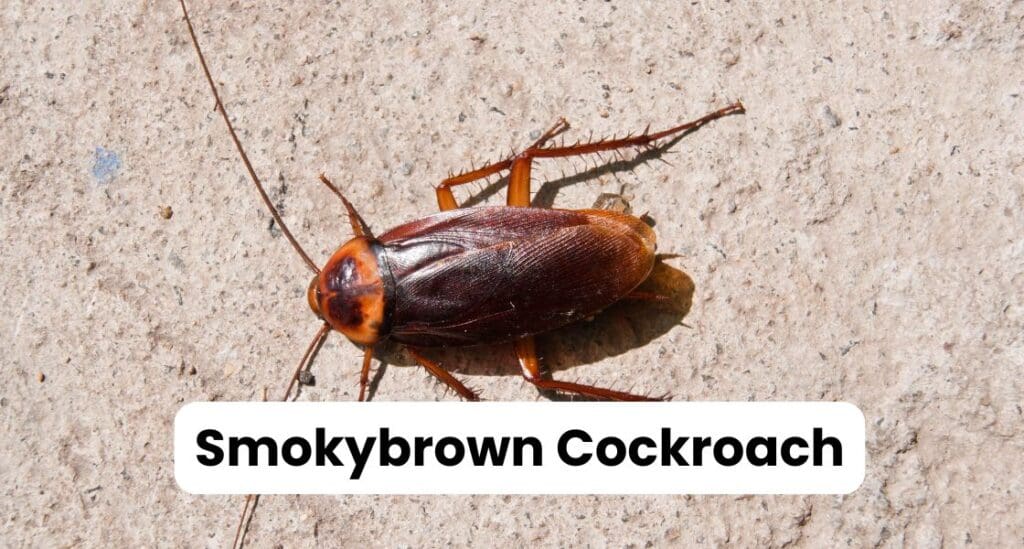 Smokybrown Cockroach Louisiana