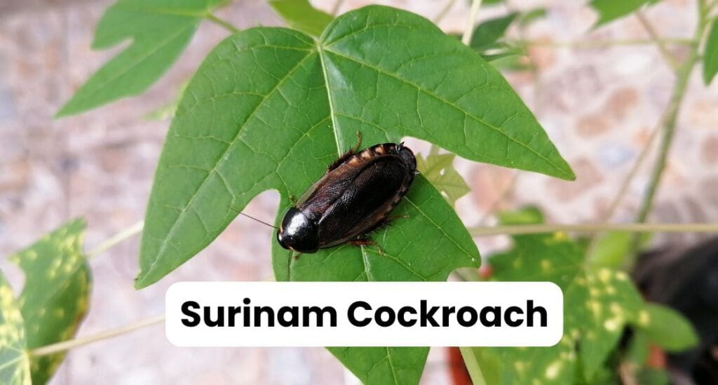 Surinam Cockroach Louisiana