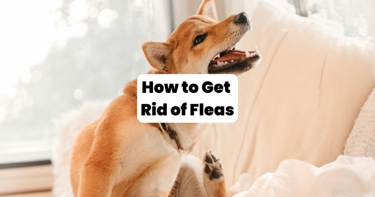 picture of a dog scratching with text saying "How to get rid of fleas"