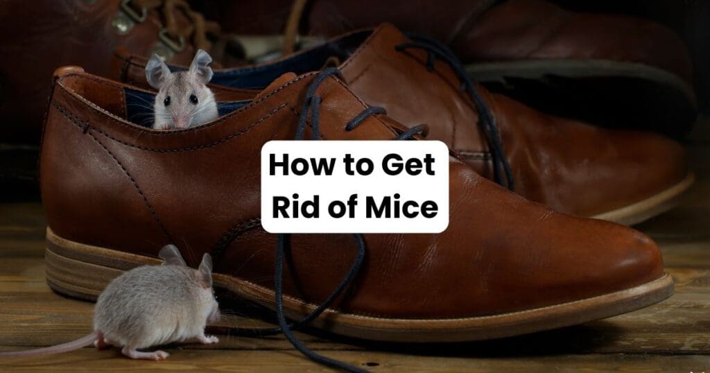 How to Get Rid of Mice in Louisiana