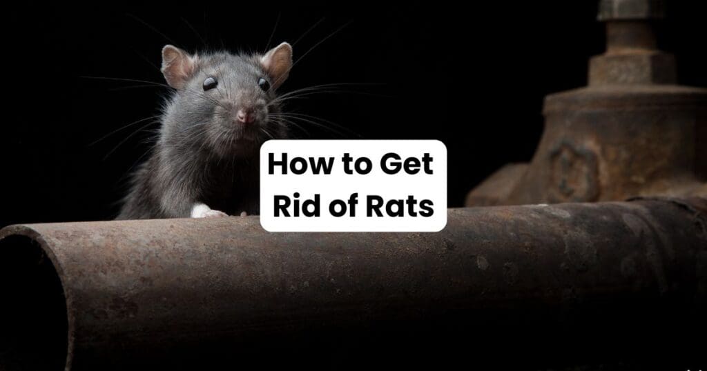 How to Get Rid of Rats in Louisiana