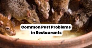 The 5 Most Common Pests in Louisiana Restaurants 4 Most Common Pest Problems Louisiana