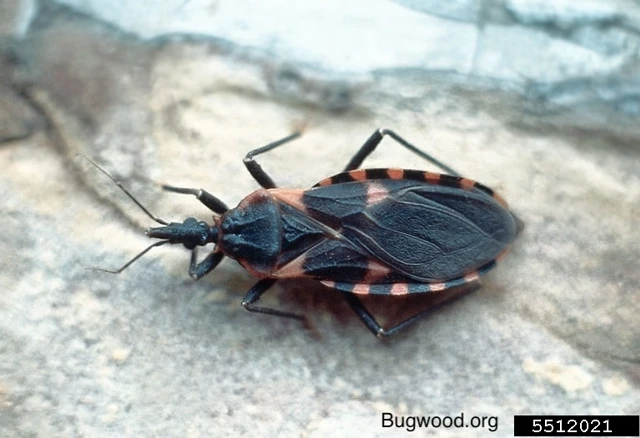 kissing bug