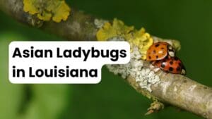 Asian Ladybugs in Louisiana: The Complete Guide 1 Asian Ladybugs in Louisiana