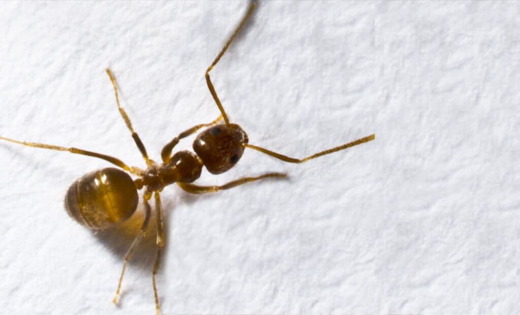 The Ultimate Guide to Crazy Ants in Louisiana 1 tawny crazy ant up close