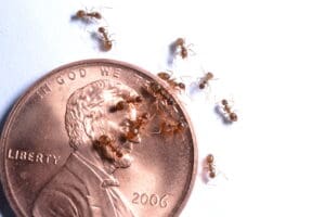 The Ultimate Guide to Crazy Ants in Louisiana 1 tawny crazy ants